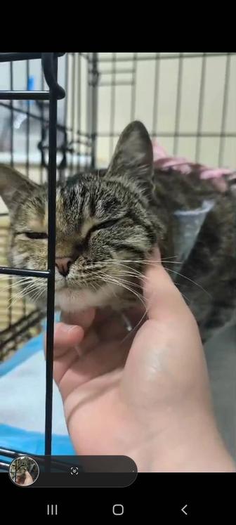 Красивая умная кошечка