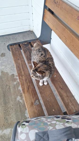 Красивая умная кошечка