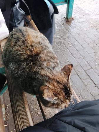 Красивая умная кошечка