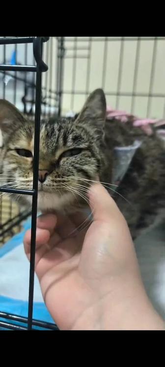 Красивая умная кошечка