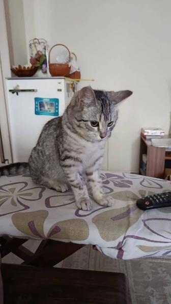 Отдам котенка девочку,в добрые руки