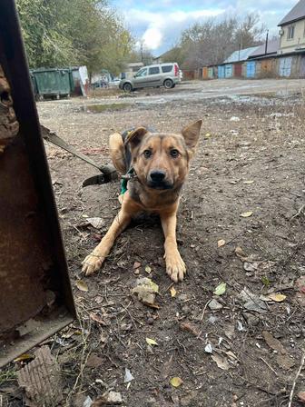 Ищем дом для собачки со сложной судьбой