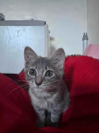 Отдам даром котенка в добрые руки