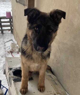 Немецкая овчарка щенок/собака Пропал