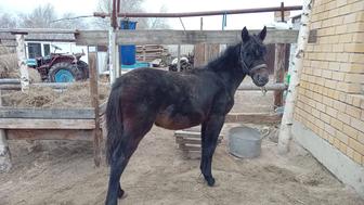 Ұрғашы жуас жабағы , еркек жабағыға ауыстырамын, сатып алғанға да болады