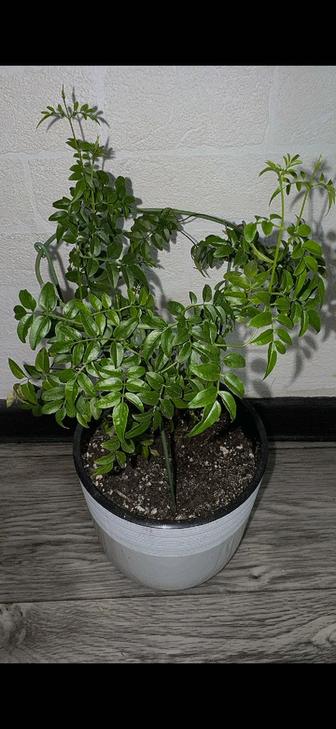 Продам цветы