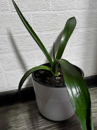 Продам цветы