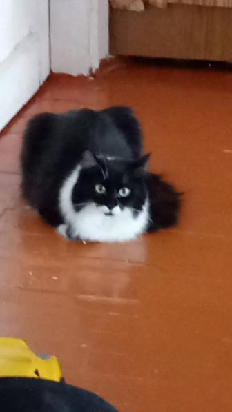 Отдам кошку красивую умную в добрые руки