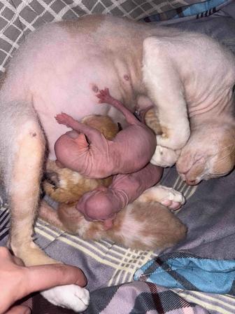 Котята сфинкс