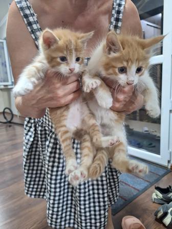 Отдам котят