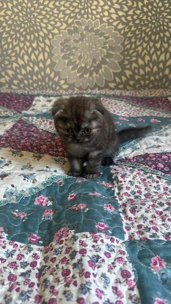 Шотландские вислоухие котята