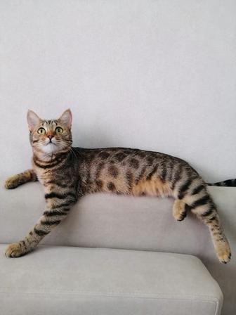 Котенок девочка.очень умная.ходит в лоток