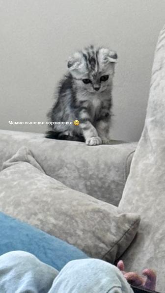 Милый котенок шотландец, приучен к лотку, добрый, ласковый, цена 30000