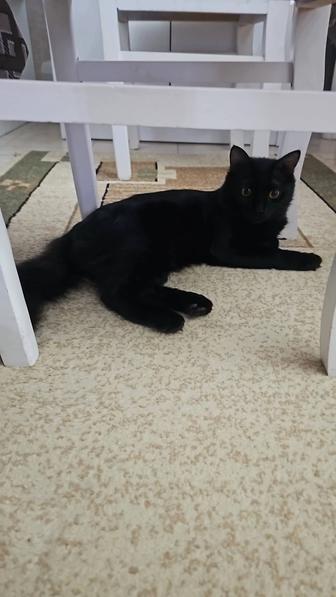 Отдам хорошего кота в добрые руки.