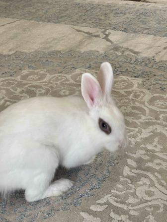 Декоративные кролики