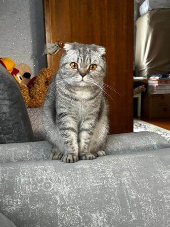 Отдам кота в хорошие руки
