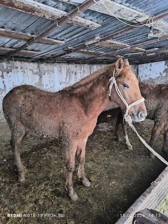 Данчак тайлар