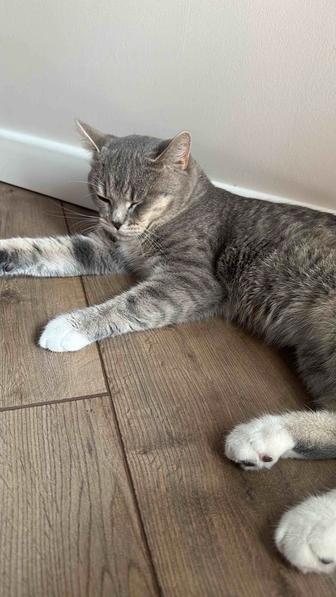 Отдадим кота в хорошие руки