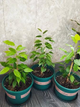 Фикус бенджамина, пестрый Фикус Кинки.