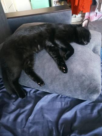 Отдам котика в добрые руки