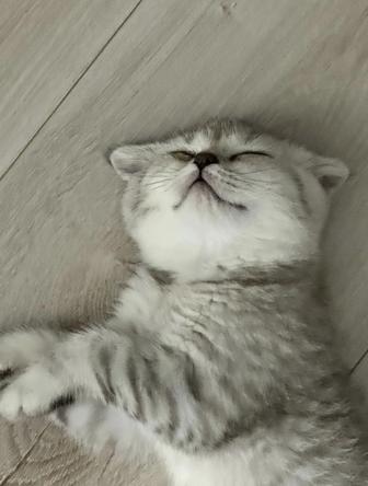 Отдам британца в хорошие руки