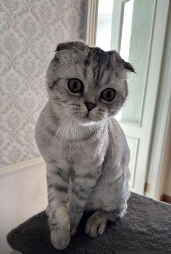 Отдам британца в хорошие руки