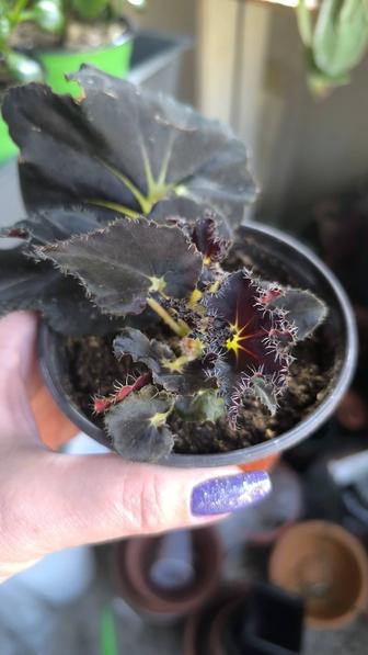 Бегония черная мамба