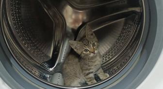 Отдам котенка