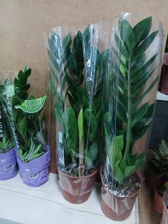 Замиокулькас долларовое дерево Голландия