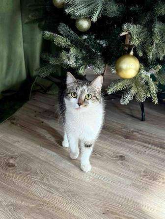 Кошечка Дуся в добрые руки. Стерилизована