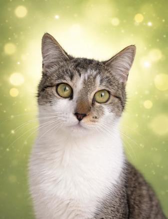 Кошечка СОФИ в добрые руки. Стерилизована