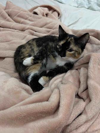 Пропал котенок девочка