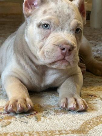 Продам щенка американского булли