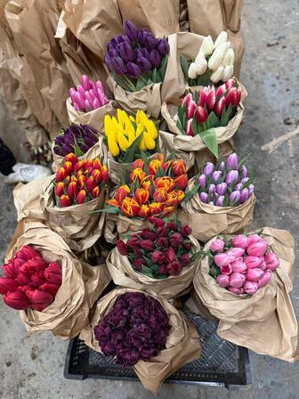 Тюльпаны оптом и в розницу