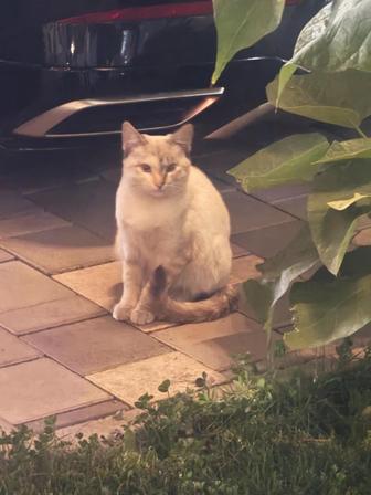 Коты и кошки ищут домик