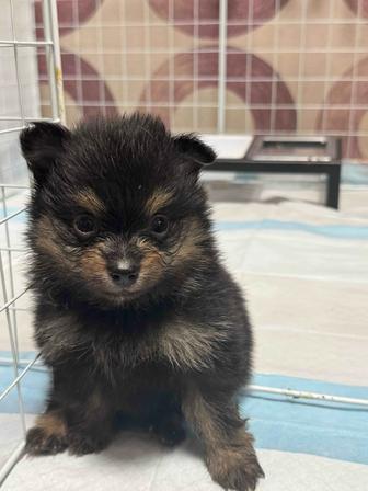 Продам щенков немецкого шпица