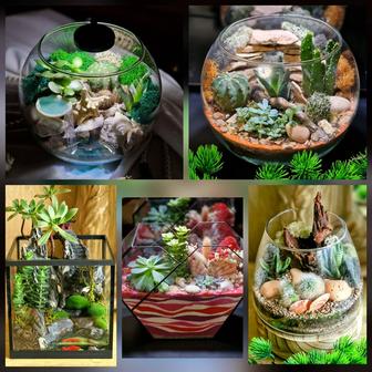 Флорариумы, суккуленты, живые подарки