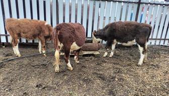 Продам телят