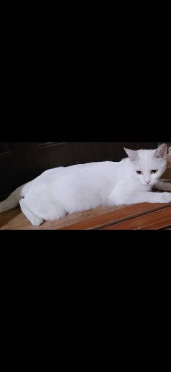 Кошечка в новый дом