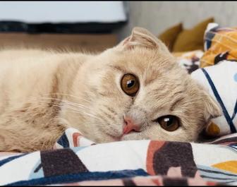 Отдам 6 месячную кошку в добрые руки породы скоттиш-фолд (рыжая, домашняя)