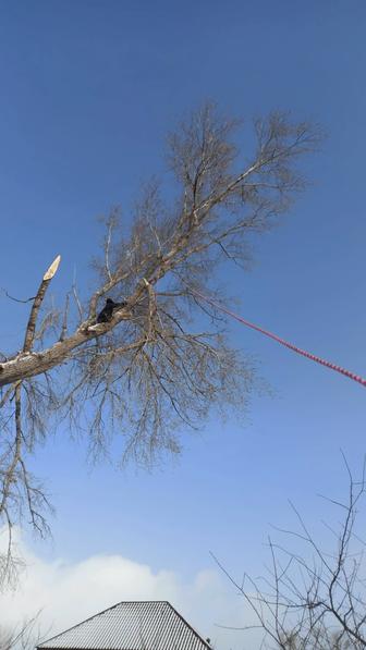 Обрезка деревьев,Спиль деревьев