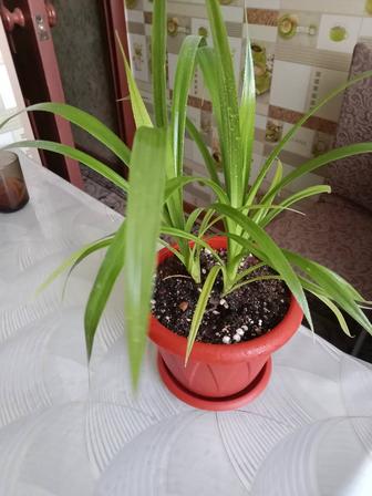 Пальма винтовая продам