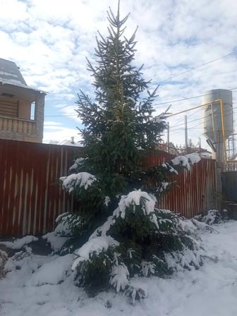 Продам 2 елки