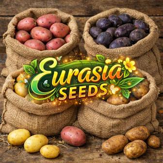 Продаем оптом семенной картофель (Нидерланды)