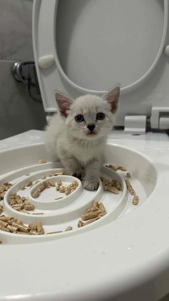 Отдам котенка в добрые руки