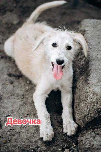 Щенки