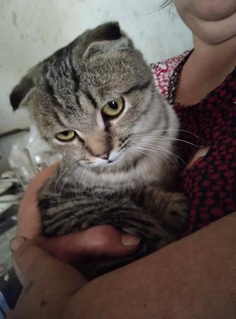 вислоухие котики