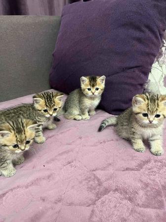 Котята британцы