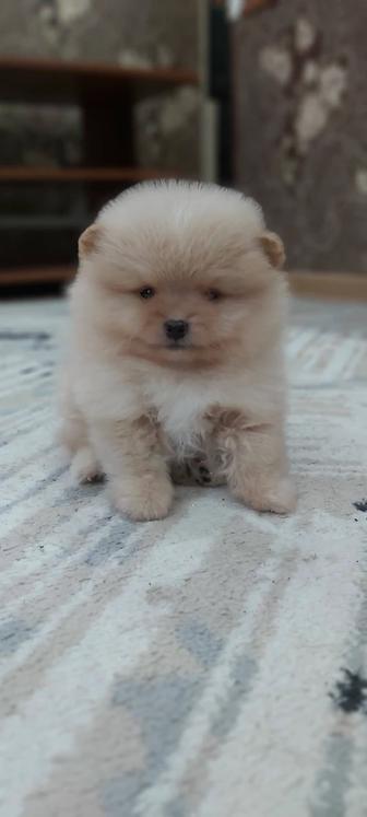 Кремовый мальчик шпиц