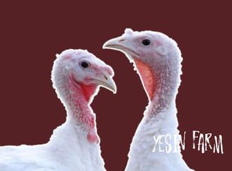 Белый широкогрудый инкубационные яйца индюков для сильного стада